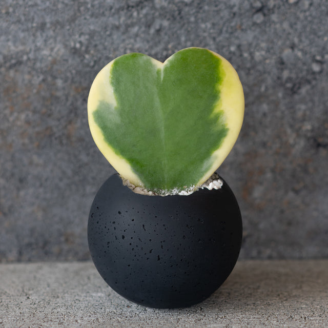 M - Orbis Concrete Vessel - Black