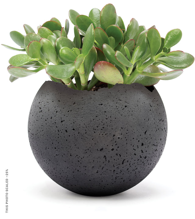 Charcoal vessel sphere with planted jade.