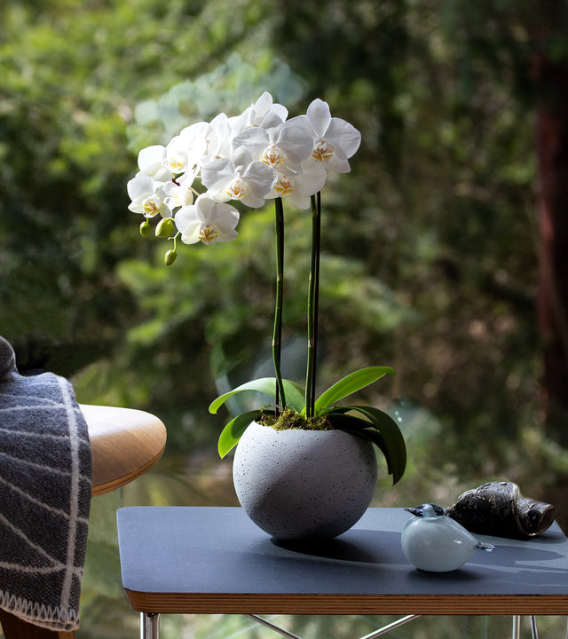 L Orbis Concrete Vessel - Natural