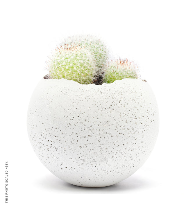 L Orbis Concrete Vessel - White