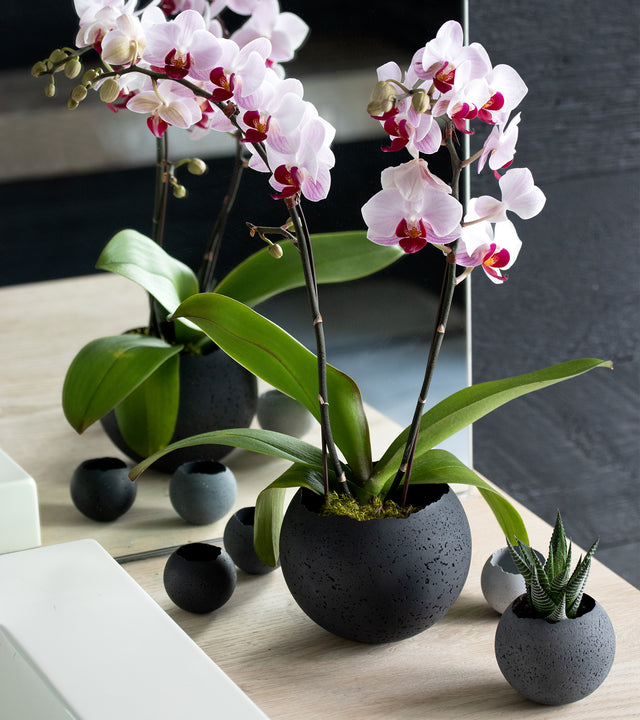 Black Orbis concrete vessel with pink orchid flowers.