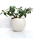Stoned tinted concrete XL vessel with lucky jade plant.
